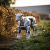Animal Care in the Robotic Age: Tech Meets Farming