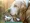 PETS